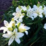ЛИЛИЯ. Aзиатские гибриды