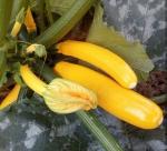 Кабачок Ясмин F1