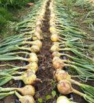 Лук репчатый Кантри F1