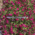 Петуния  "Амбре" Габриэла  F1 каскадная фиолетовая