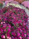 Петуния  "Амбре" Элоиз F1 каскадная пурпурная