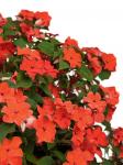 Бальзамин F1 Уоллера крупноцветковый Оранж Краун