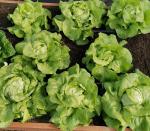 Салат кочанный Лука