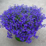 Лобелия ампельная Регатта Марине Блю