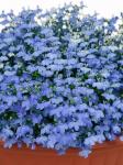 Лобелия каскадная Ривьера Скай Блю