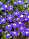 Лобелия каскадная Ривьера Блу Ай