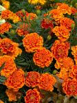 Бархатцы отклоненные Бонанза Флэйм
