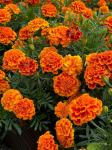 Бархатцы отклоненные Бонанза Флэйм