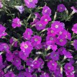 Петуния  "Лагуна" Альбертина F1 каскадная нежно-розовая