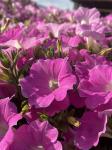 Петуния  "Лагуна" Альбертина F1 каскадная нежно-розовая