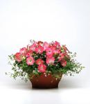 Семена "Агрофирма Партнер" Петуния Изи Вэйв Рози Доун F1 каскадно-ампельная