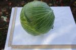 Капуста белокочанная позднеспелая Килатон F1