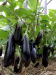 Баклажан Северный Индиго F1
