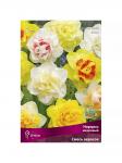 Нарцисс крупнокорончатый Смесь окрасок