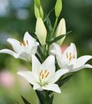 Лилия ЛA-гибрид Доросо (Doroso), 3 шт (разбор 14/16)