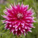 Георгина декоративная Дарк Хорс (Dark Horse), 1 шт