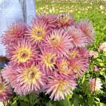 Георгина кактусовидная Ненекази (Nenekazi), 1 шт