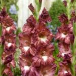 Гладиолус Боссанова 12/14