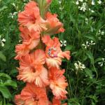 Гладиолус Харьков 12/14