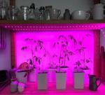 Uniel набор фито лента для рассады + б/п, 2м, 7.5W/м 16мкм/с ULS-P77-2835-42LED/m-IP20-2M-SPSB