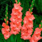 Гладиолус Томск 12\14