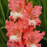 Гладиолус Тэдж Фризлл