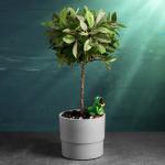 Автополив для комнатных растений «Лягушка», 50 мл, h=4 см, керамика