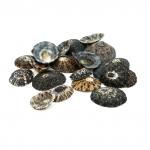 "Blumentag" / "Zlatka" DRF-012 Ракушки 50 г ± 5 г 6.3 см