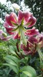 Лилия. Редкие гибриды