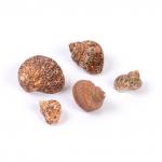 "Blumentag" / "Zlatka" DRF-036 Ракушки морские 5 шт. 3.8 см