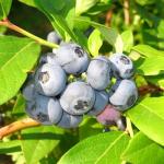 Саженец Голубика Денис Блю