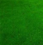 СПЕЦЦЕНА Травосмесь "Лужайка"  Зеленый уголок