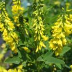 Семена "Зеленый уголок"  Донник желтый (зеленое удобрение, медоносная культура)