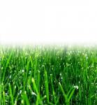 Травосмесь "Озеленитель"  Зеленый уголок