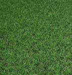 Травосмесь "Садово-парковая"  Зеленый уголок