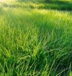 *СПЕЦЦЕНА Травосмесь "Солнечная"  Зеленый уголок