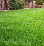 *СПЕЦЦЕНА Травосмесь "Спортивная" Зеленый уголок