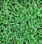 *СПЕЦЦЕНА Травосмесь "Теневая" Зеленый уголок