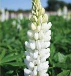 Семена "Зеленый уголок"  Люпин белый (зеленое удобрение, кормовая культура)