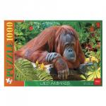 Пазл STANDARD 1000 элементов, А2, Орангутанг, 450*680мм, 1000ПЗ2_13733(U186633)