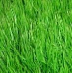 *СПЕЦЦЕНА Травосмесь "Универсальная" Зеленый уголок