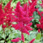 Астильба Этна