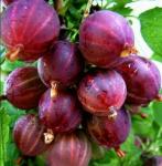 Саженец Крыжовник Консул