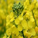 Семена "Зеленый уголок"  Рапс (зеленое удобрение, кормовая и медоносная культура)