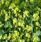Семена "Зеленый уголок"  Редька масличная (зеленое удобрение, кормовая и медоносная культура)