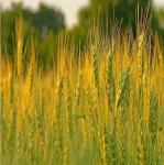 Семена "Зеленый уголок"  Рожь (зеленое удобрение, кормовая культура)