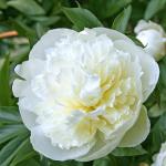 Растение Корневище Пион Дюшес де Немоурс