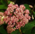 Гортензия древовидная Pink Pincushion