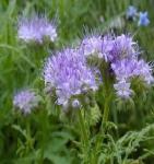 Семена Фацелия (зеленое удобрение, фитосанитарная, кормовая и медоносная культура)