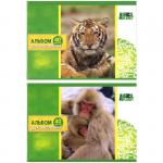 Альбом для рисования ACTION! ANIMAL PLANET, 40 л. , 2 дизайна